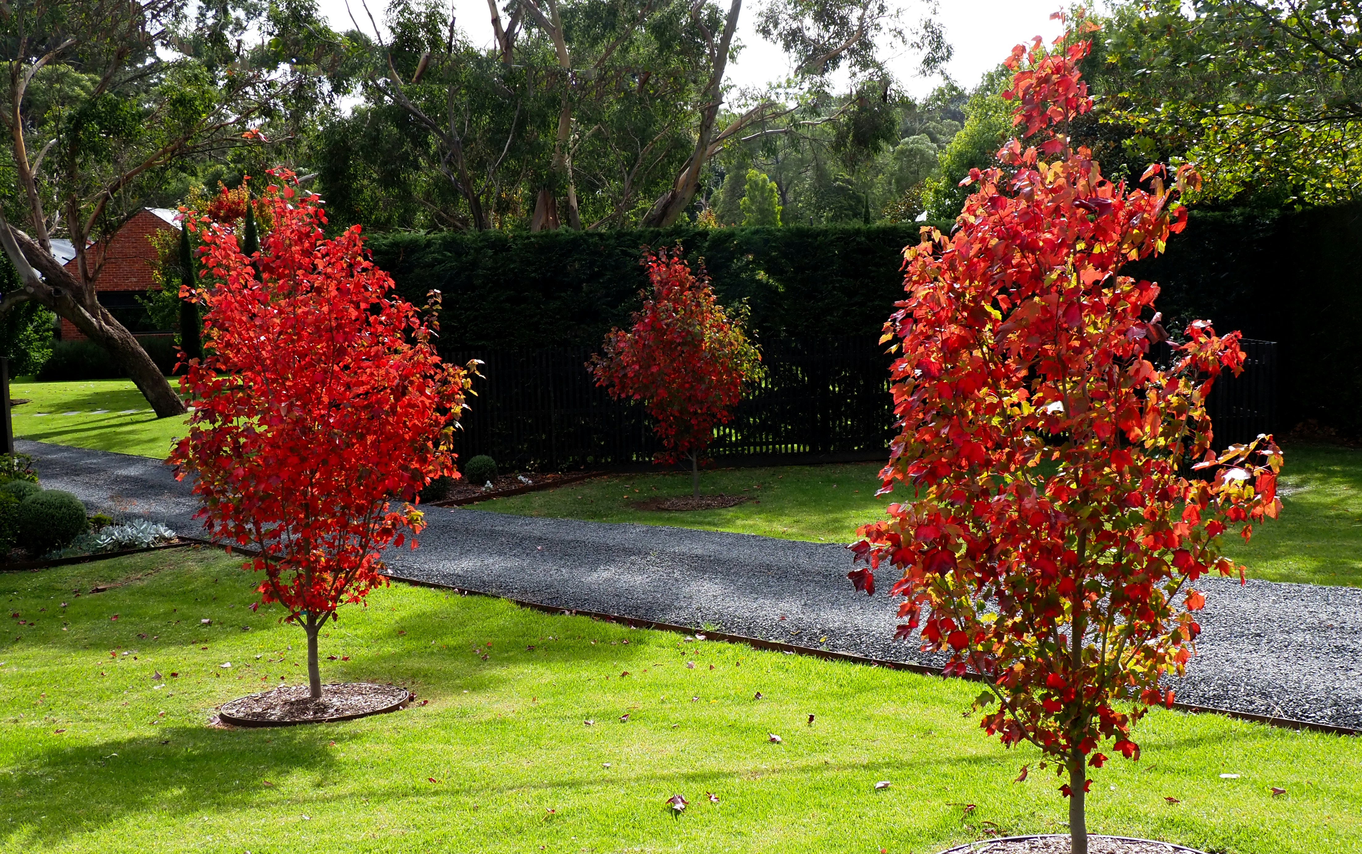 a couple of trees that are in the grass