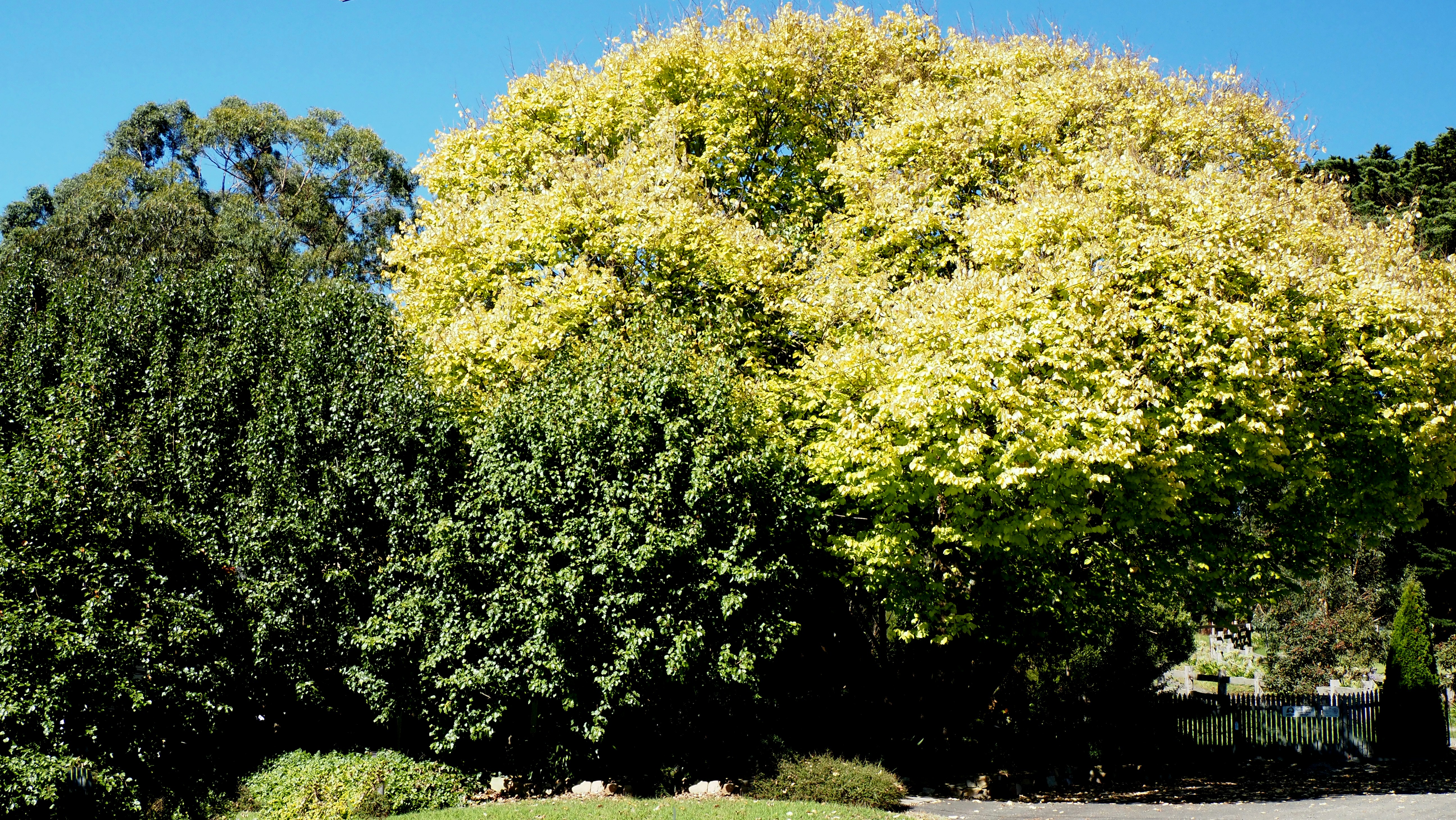 a couple of trees that are next to each other