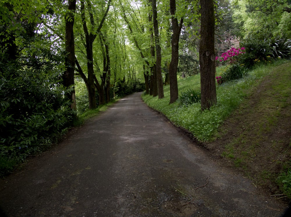 a paved road surrounded by lush green trees