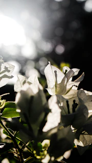 Close-up of a radiant crystal flower arrangement glowing softly in natural sunlight