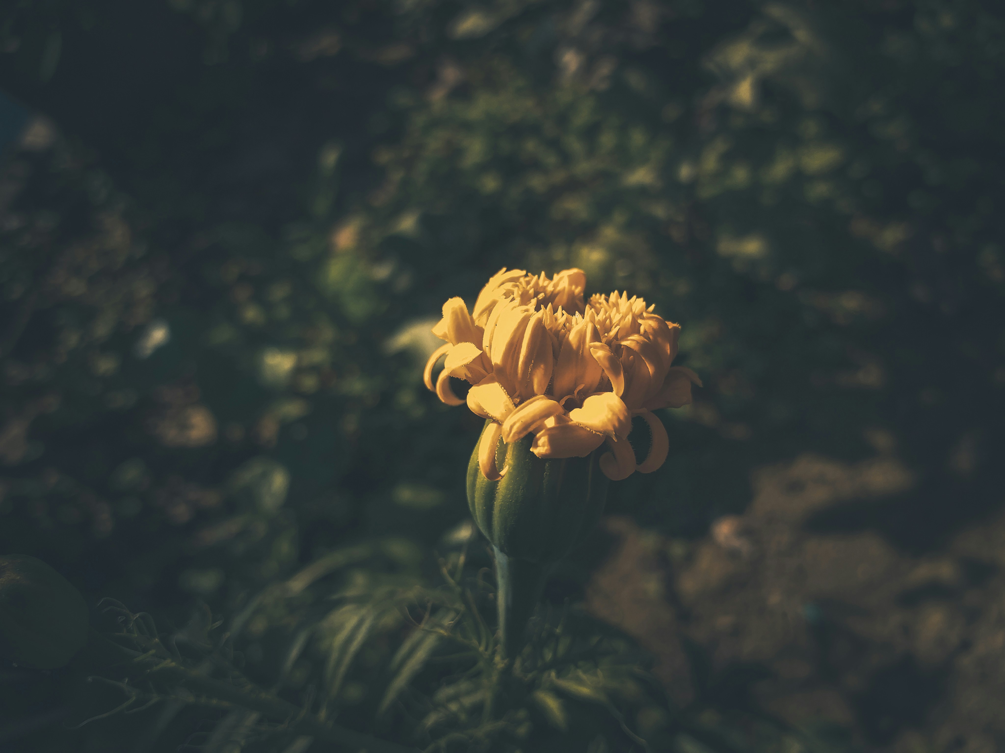 เที่ยวเลยหน้าหนาว เทศกาลดอกไม้บานเต็มหุบเขา