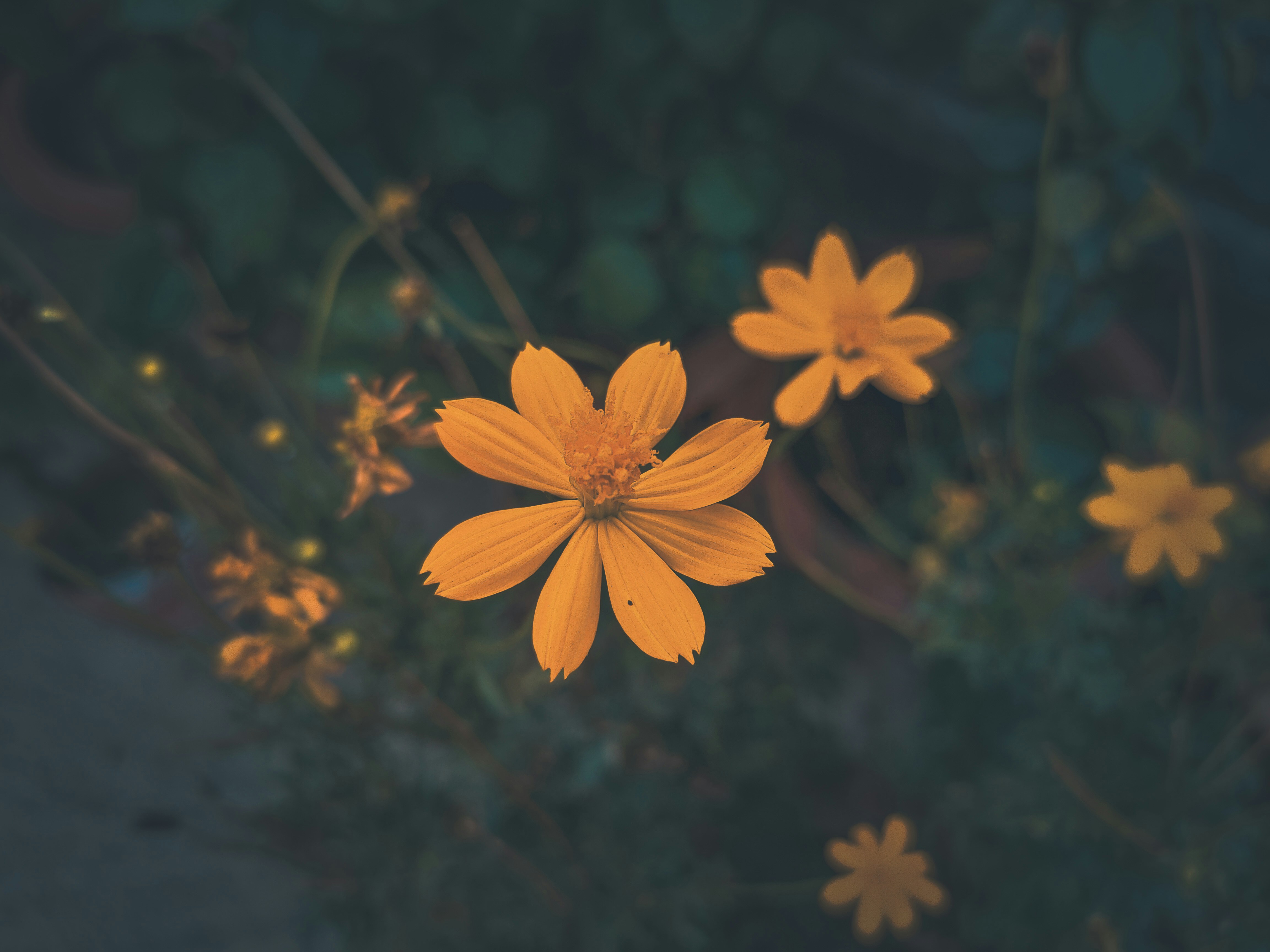 Photo by sujaypaulsp