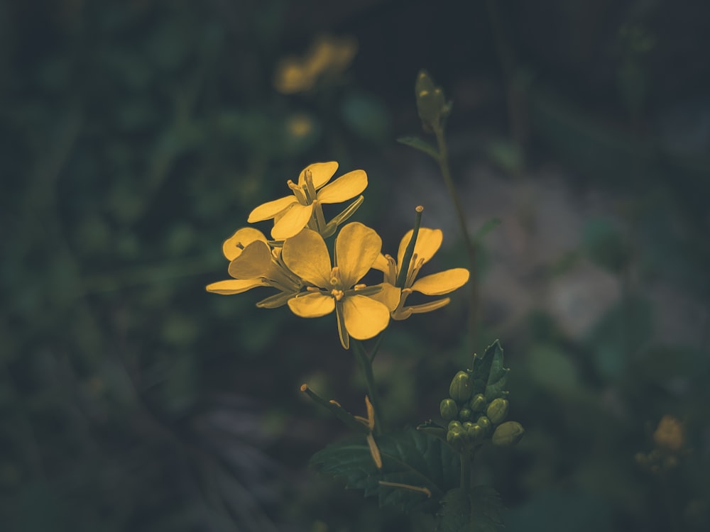 a close up of a yellow flower with a blurry background