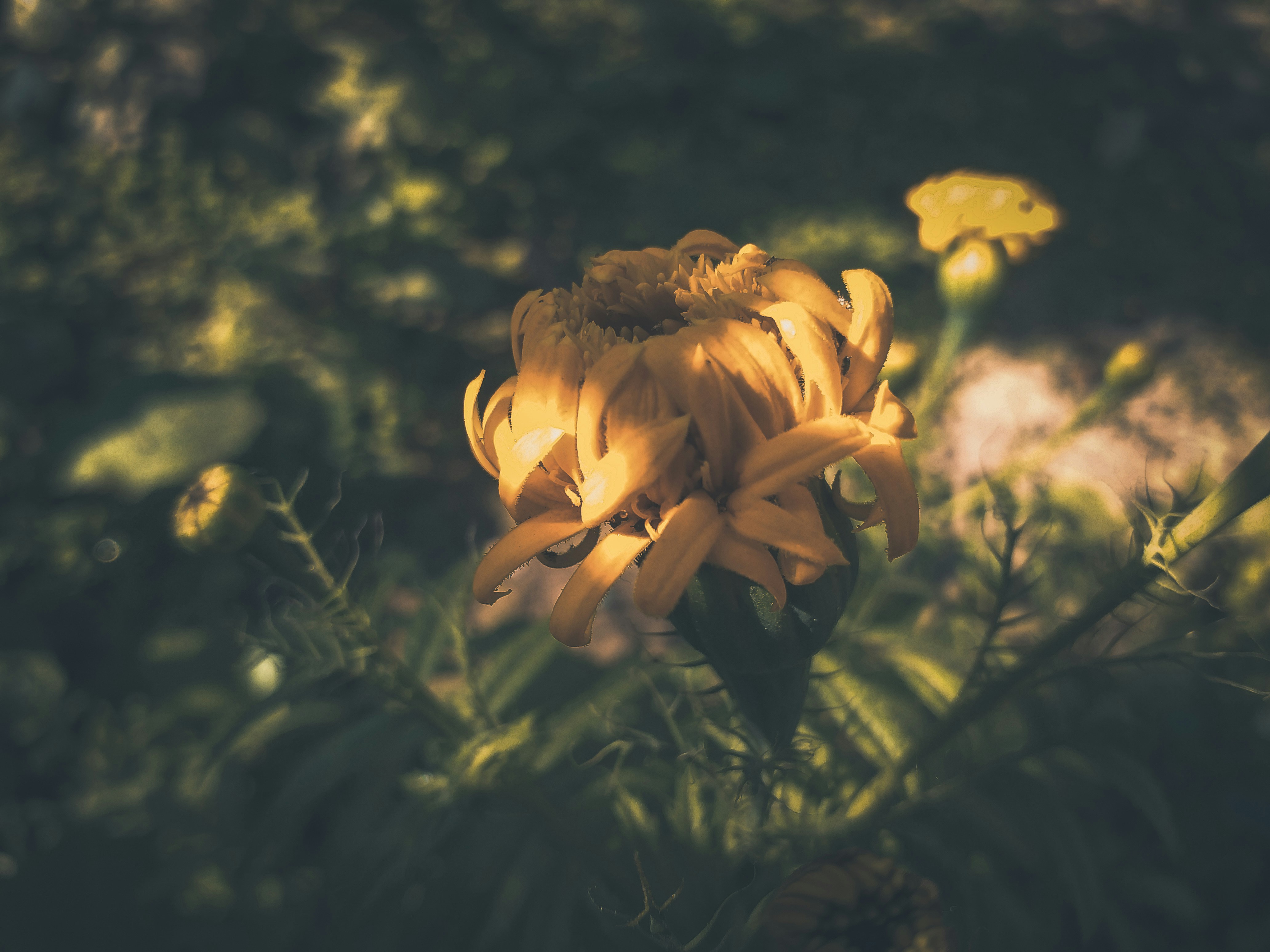 Photo by sujaypaulsp