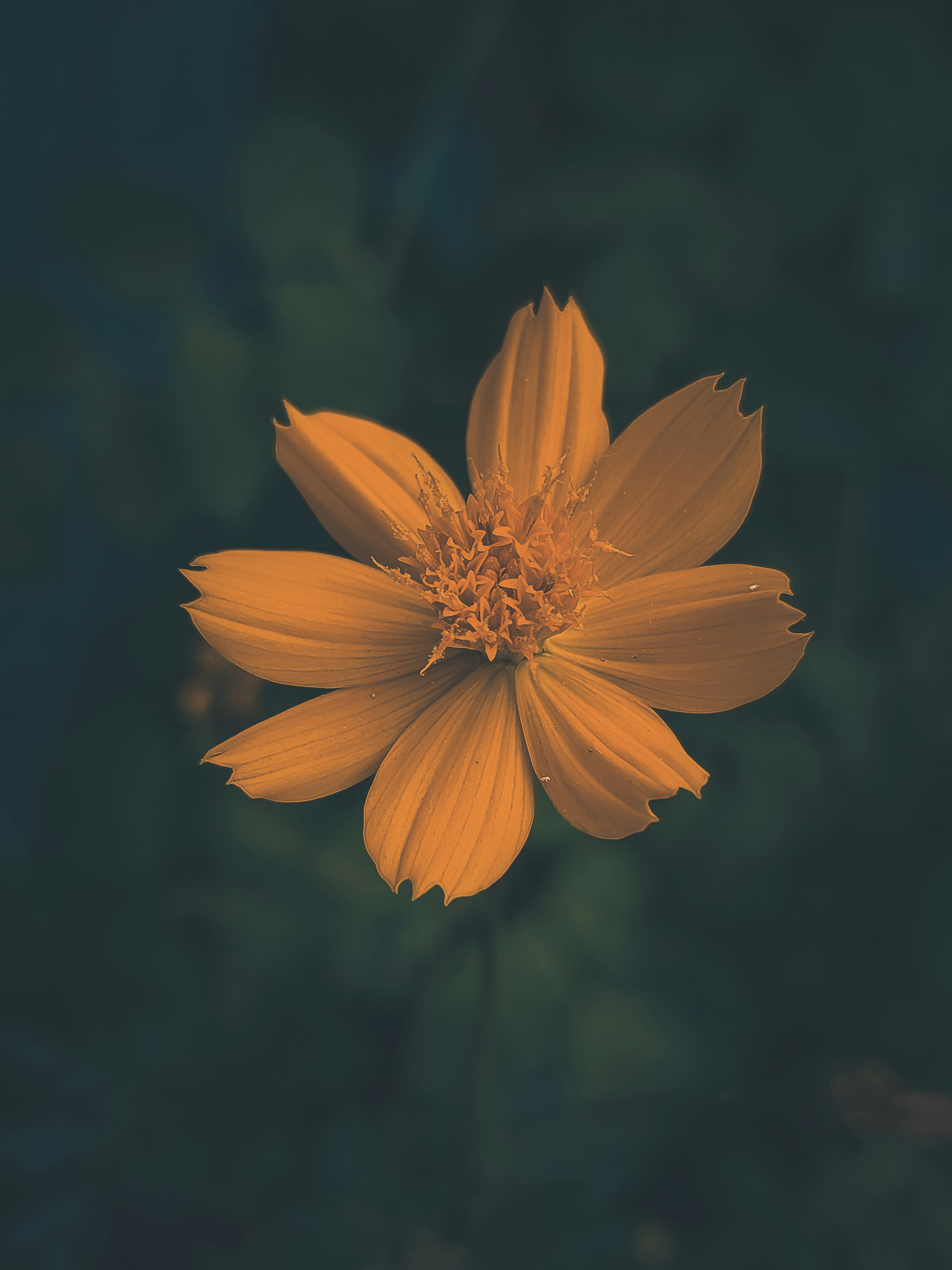 Photo by sujaypaulsp