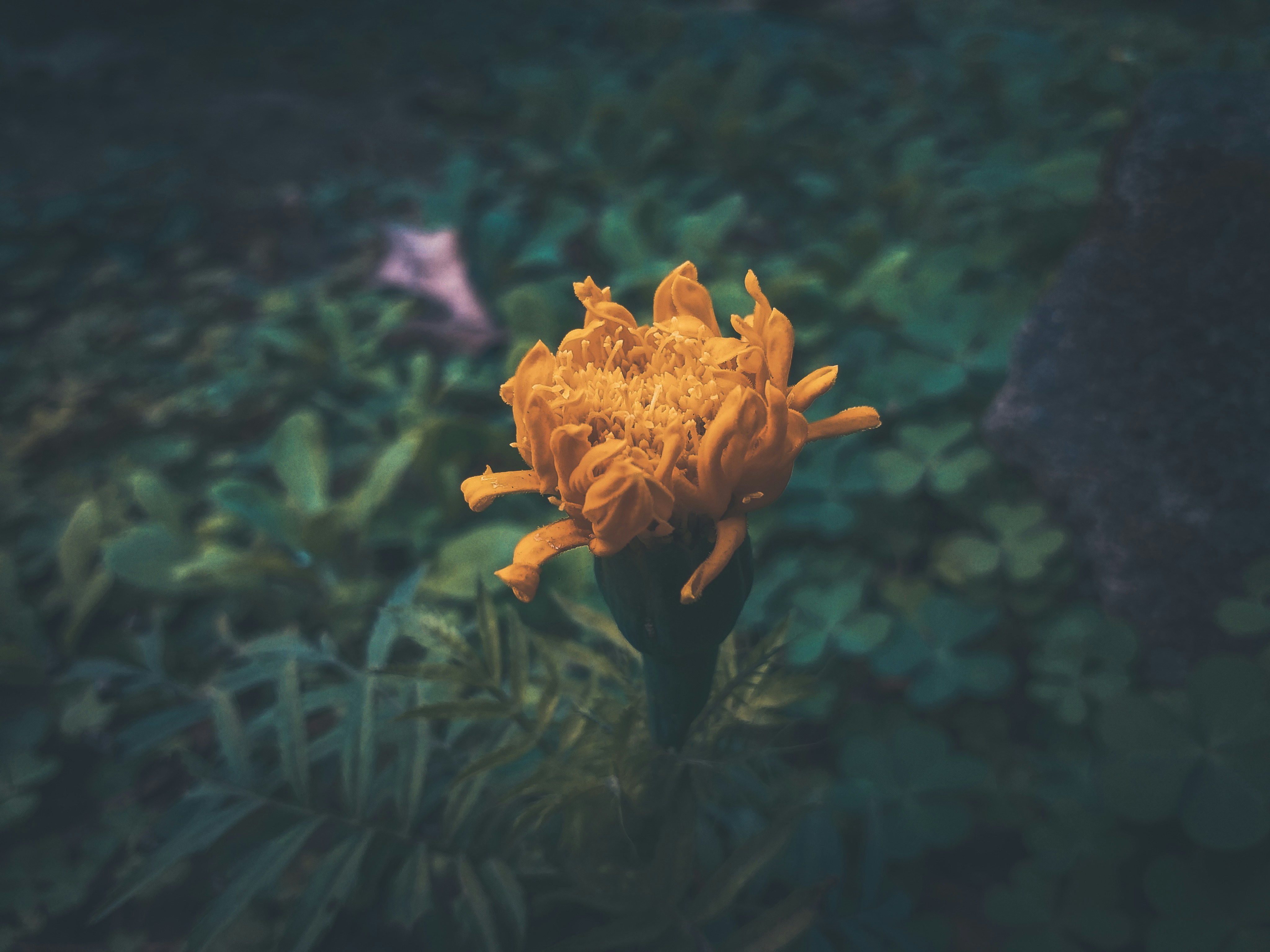 Photo by sujaypaulsp