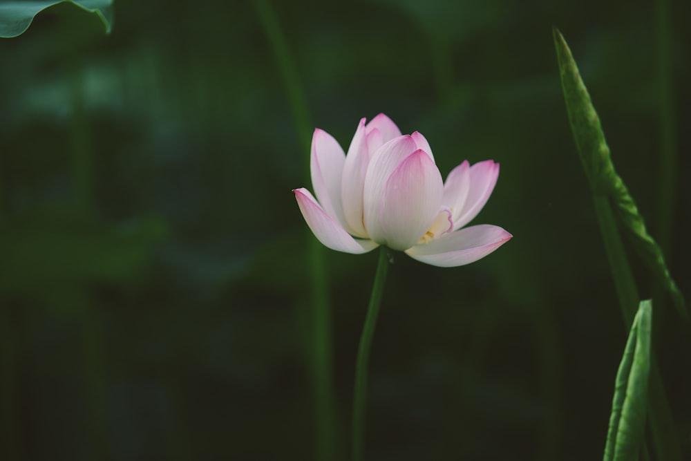 a single pink flower sitting on top of a lush green field