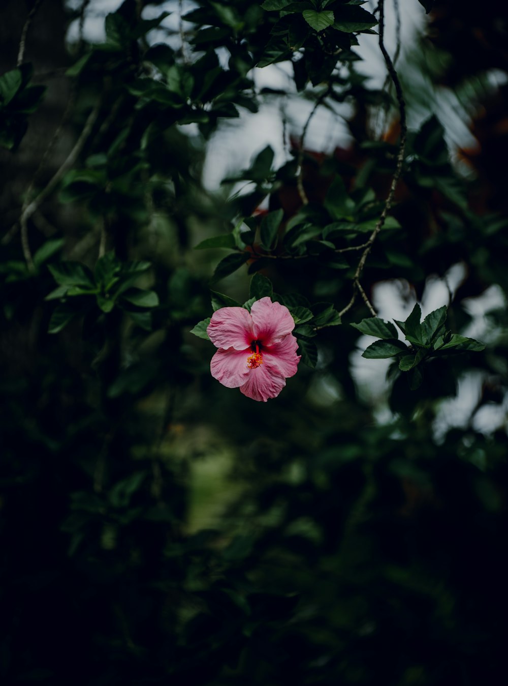 Un fiore rosa che cresce su un albero