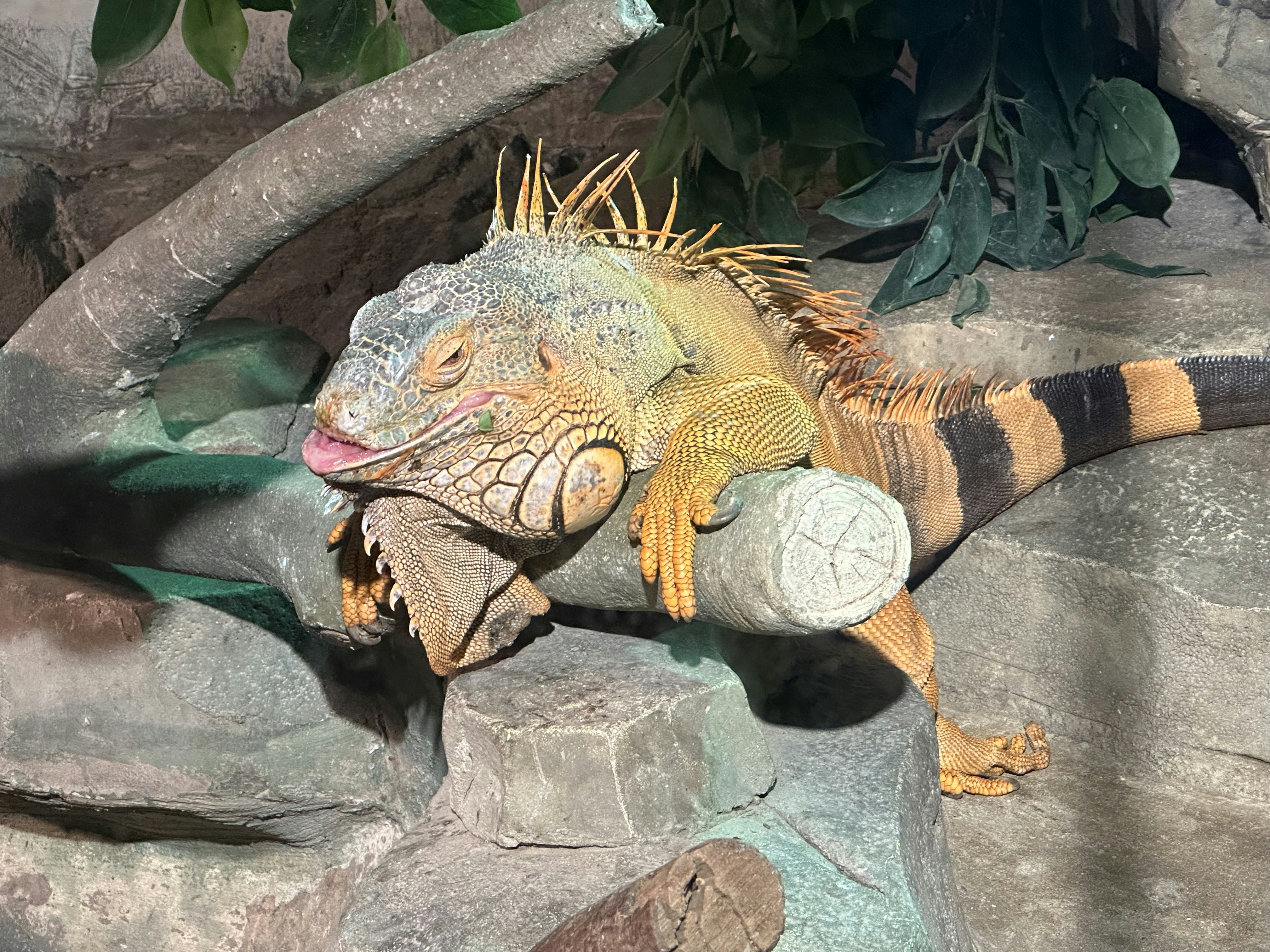 L'évolution fascinante de l'Iguanacolossus