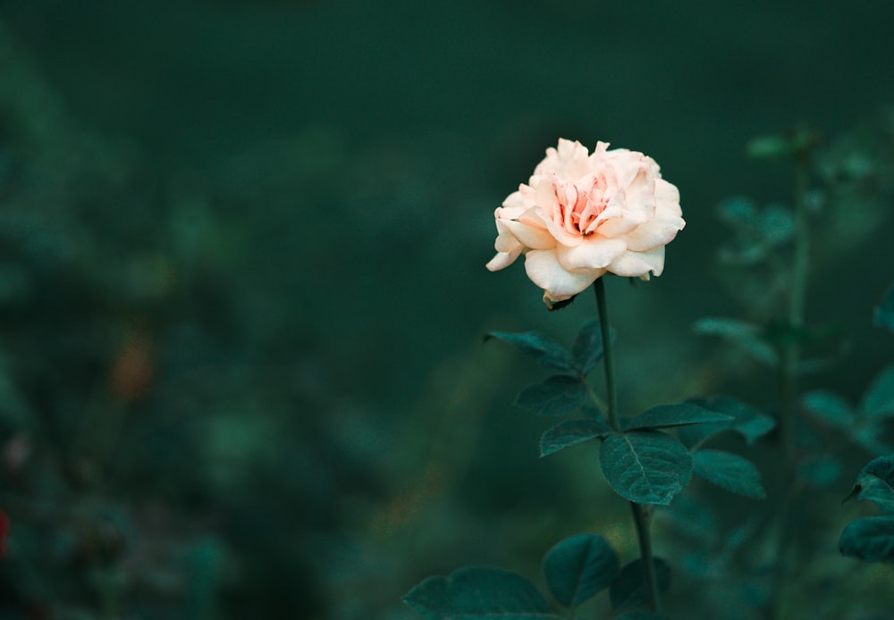 Eine einzelne rosa Rose steht in der Mitte eines Busches