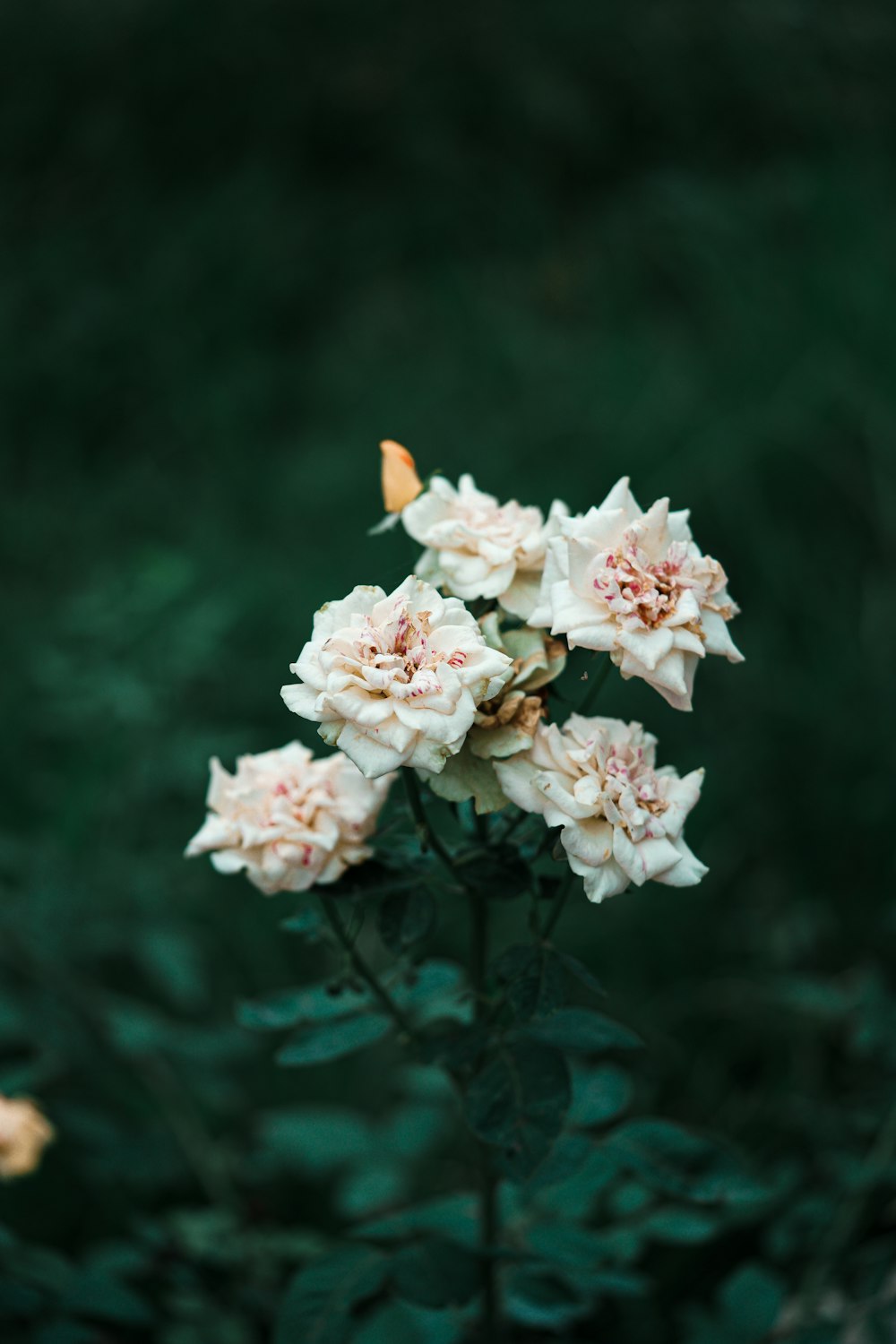 a bunch of flowers that are in the grass