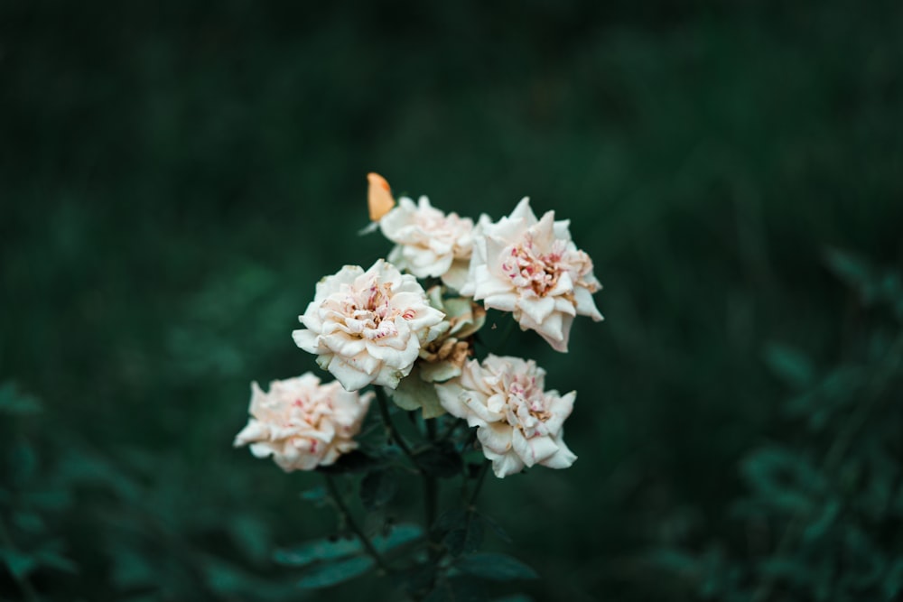 a bunch of flowers that are sitting in the grass