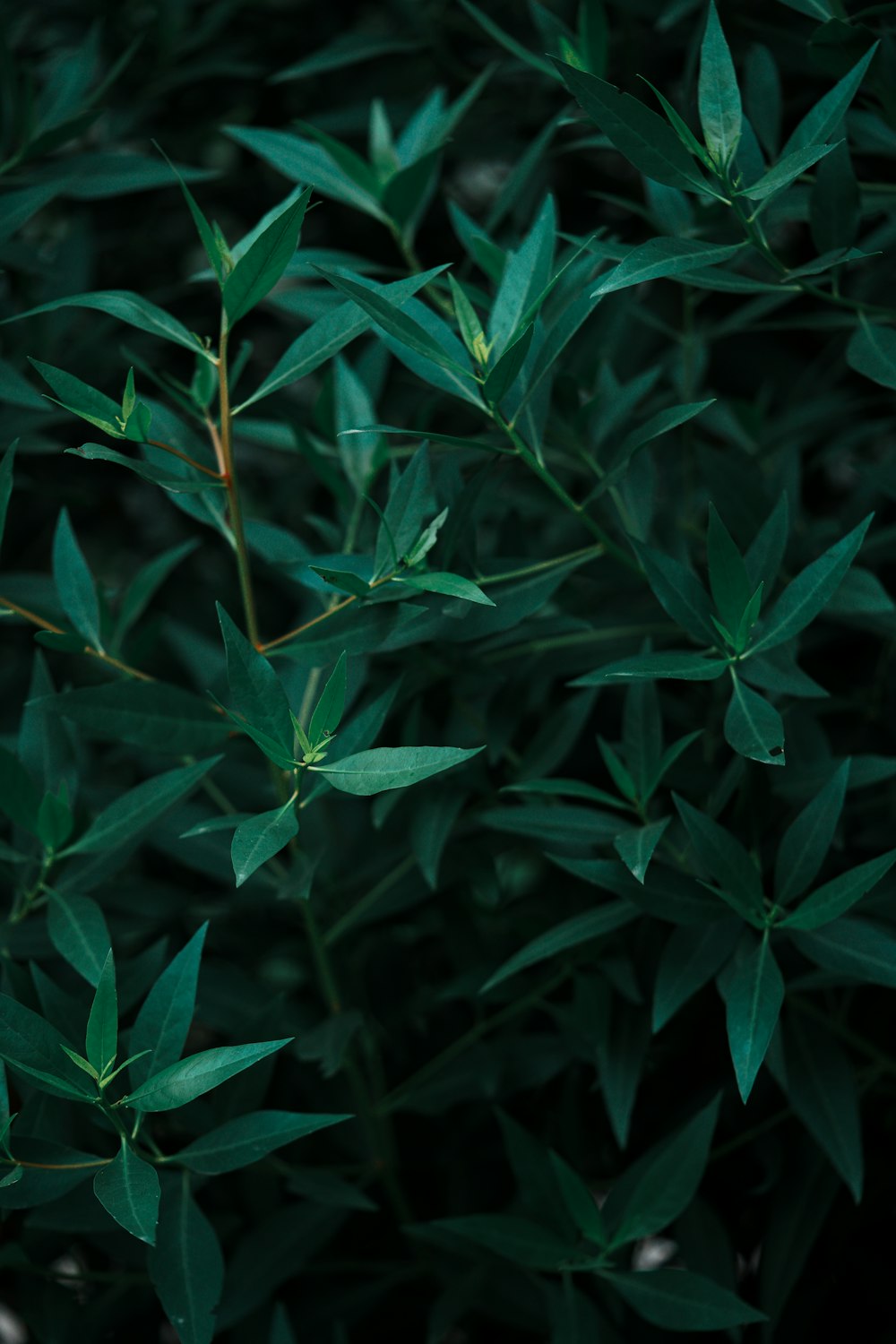 a close up of a plant with green leaves