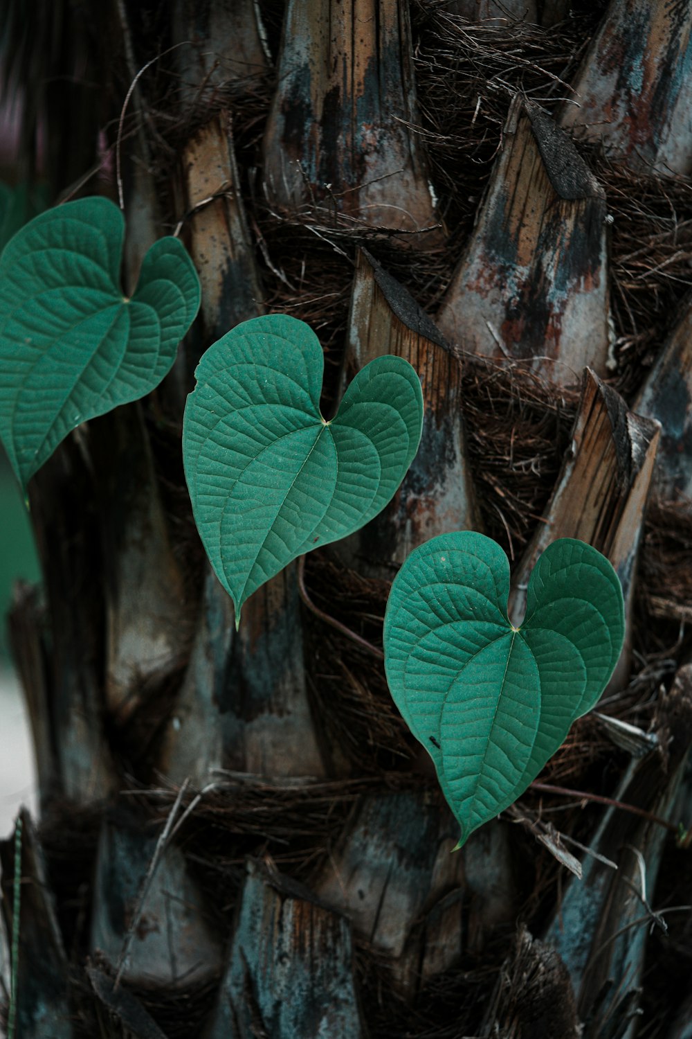 a close up of a tree with leaves on it