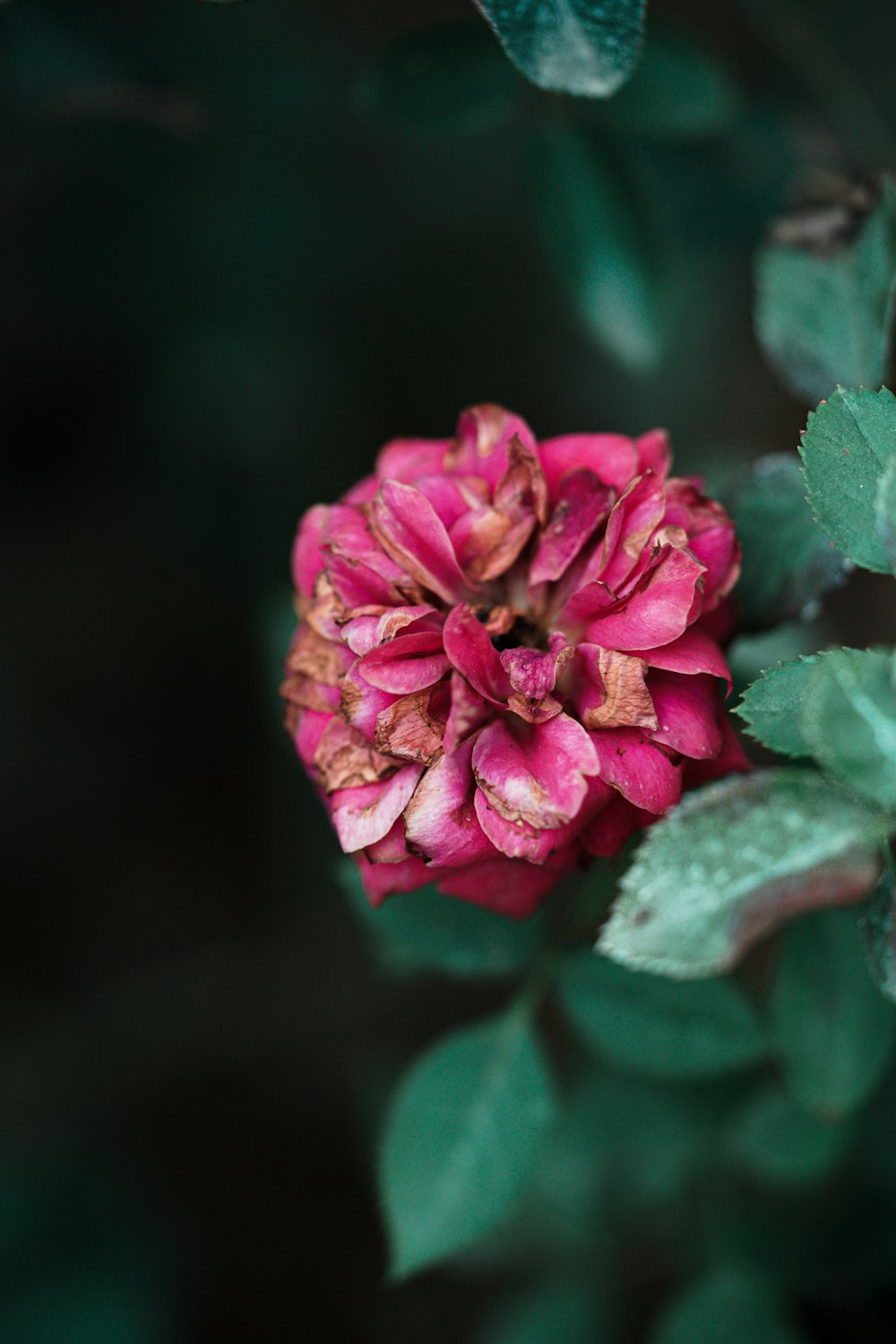 a pink flower with green leaves in the background