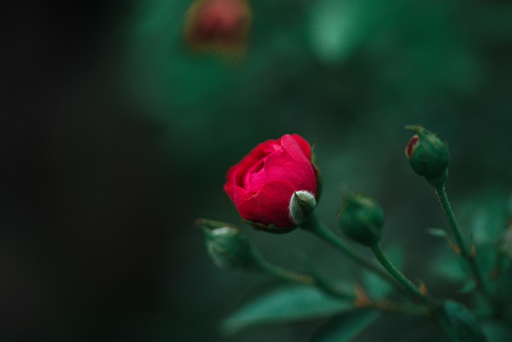 a single red rose is blooming in a garden