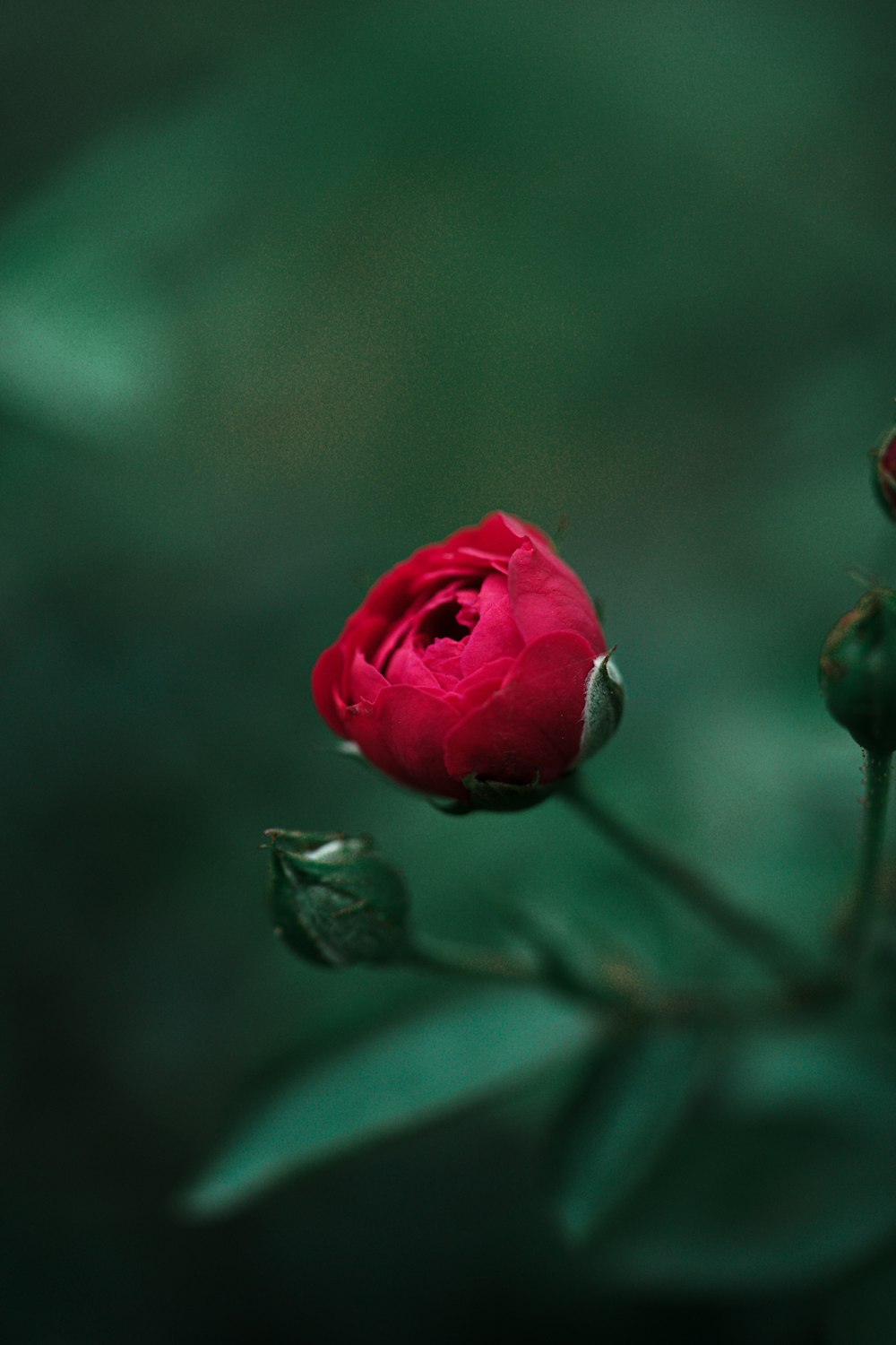a single red rose sitting on top of a green plant