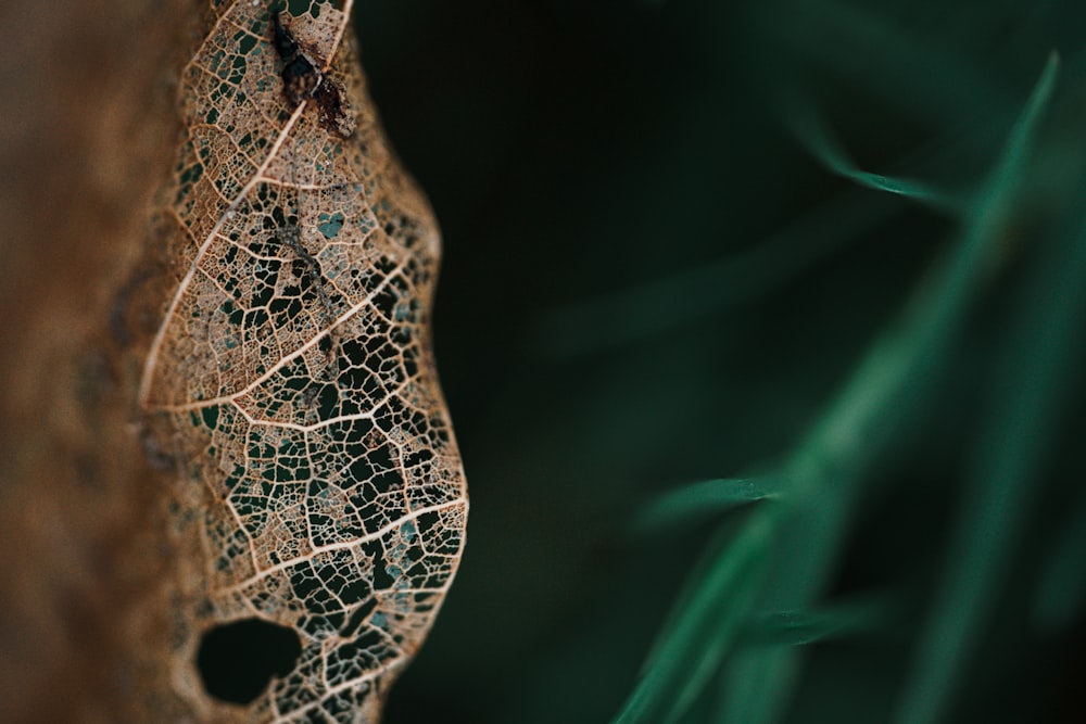 a close up of a leaf with a blurry background