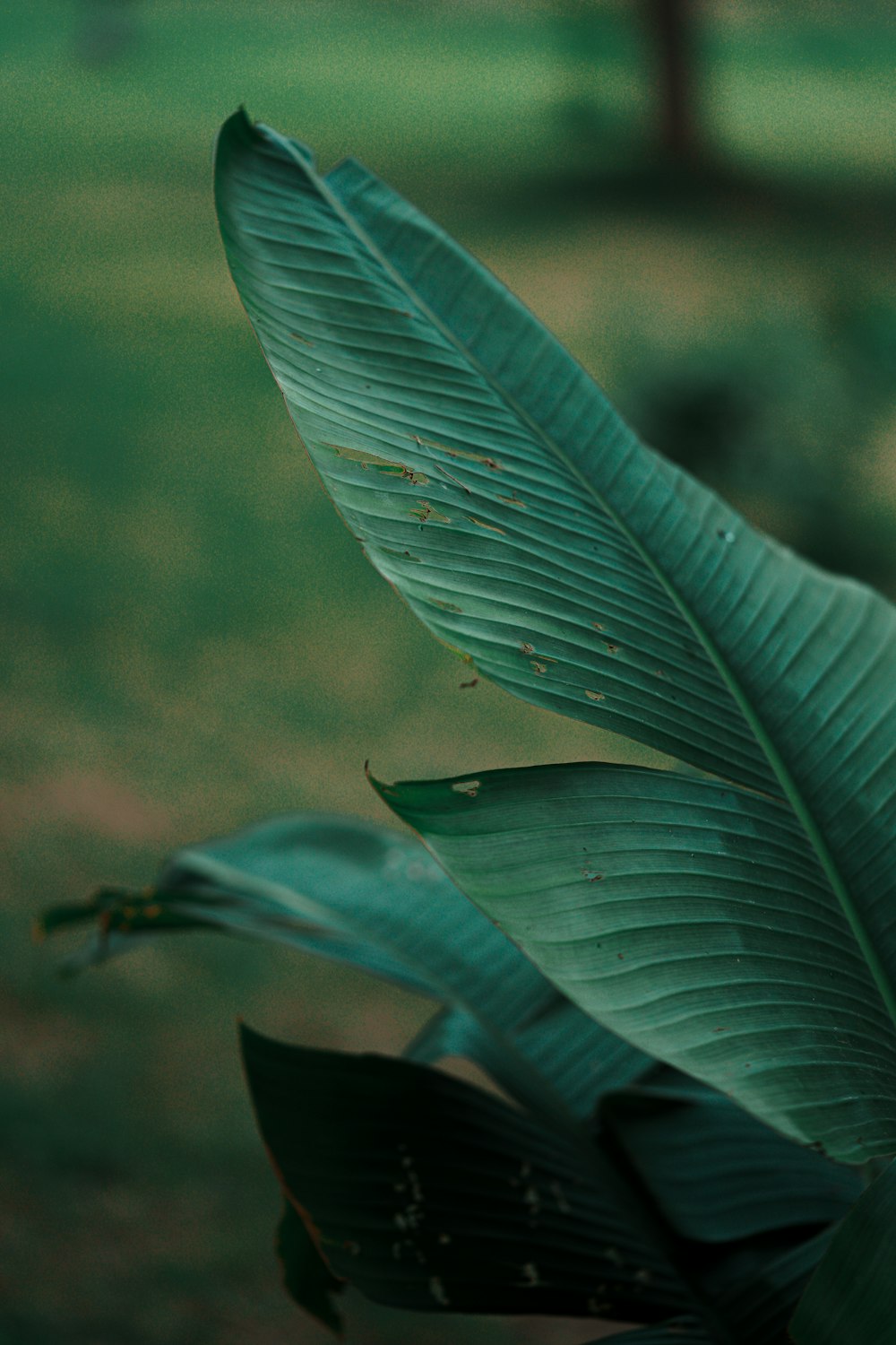 a close up of a green leaf on a tree