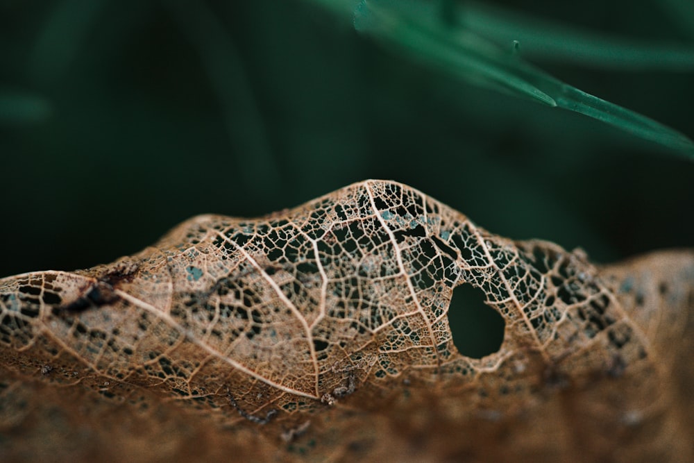 a close up of a leaf with a heart shaped hole