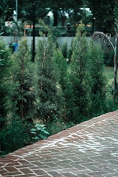 A modern backyard featuring newly planted trees and a stone pathway.