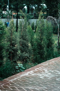A modern backyard featuring newly planted trees and a stone pathway.