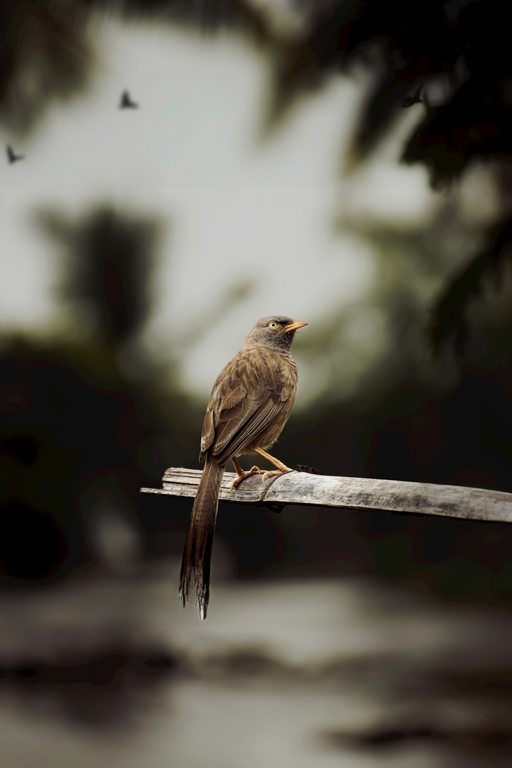Un uccello marrone seduto su un ramo con uno sfondo sfocato