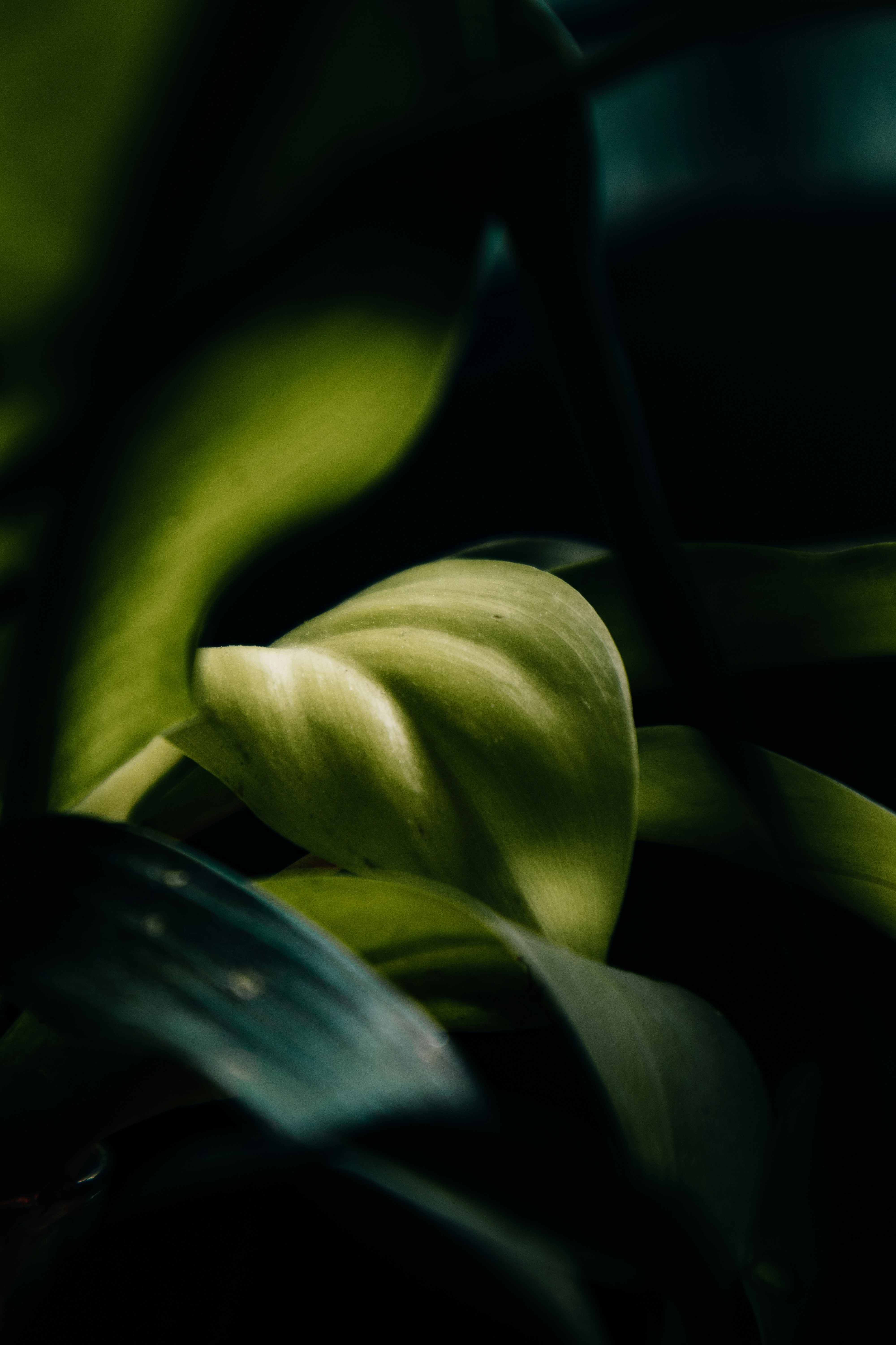 Photo by tareq_hasan