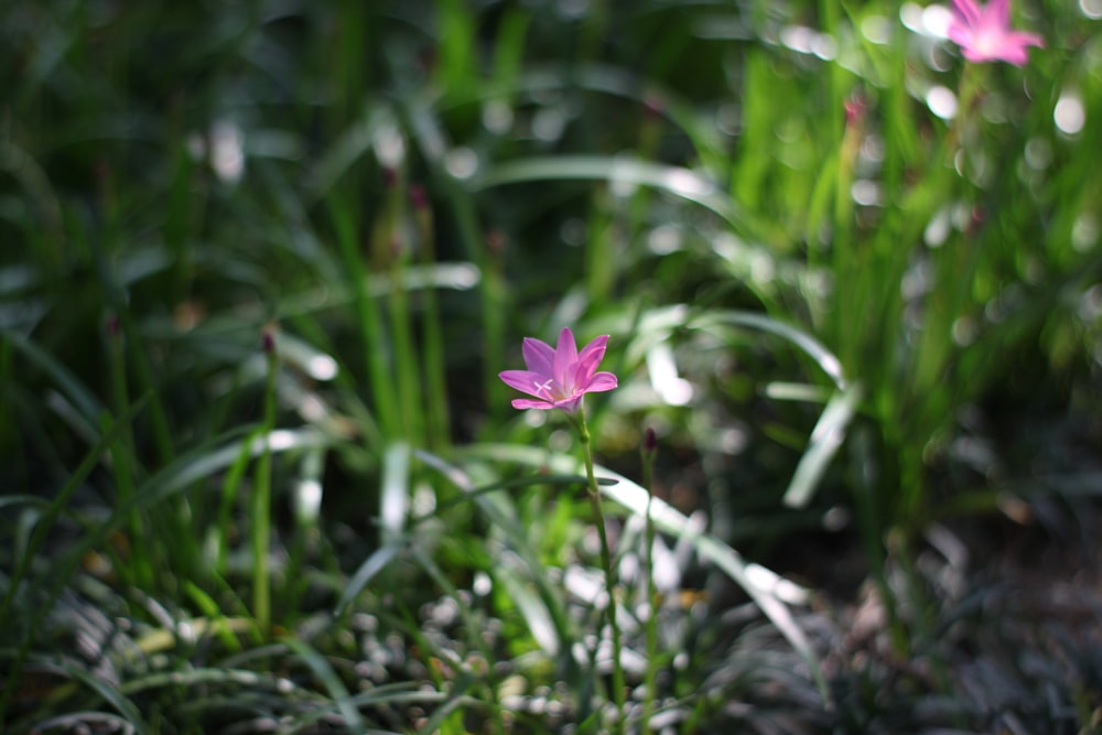 a single pink flower sitting in the grass