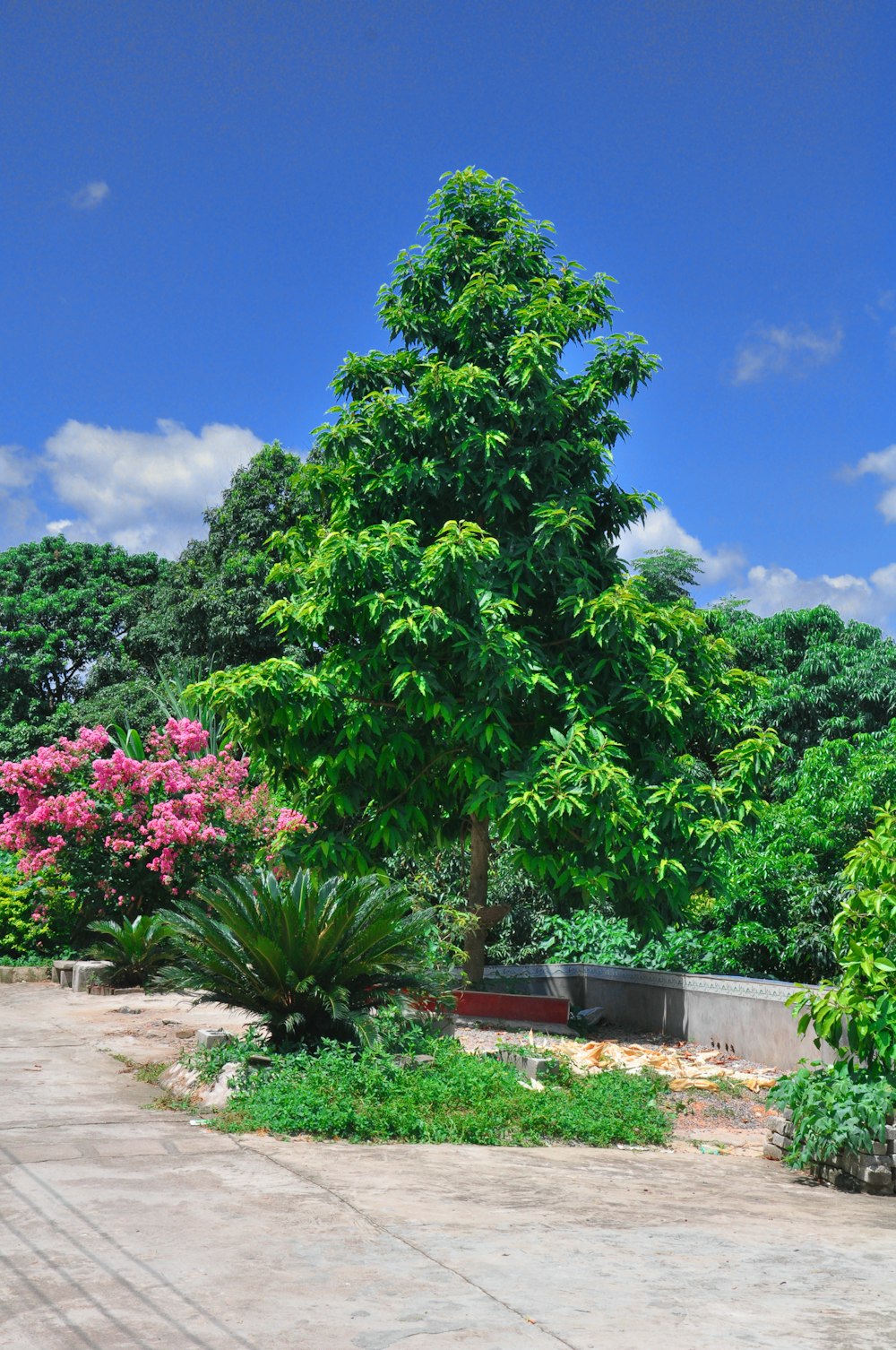 a large tree in a park with lots of flowers