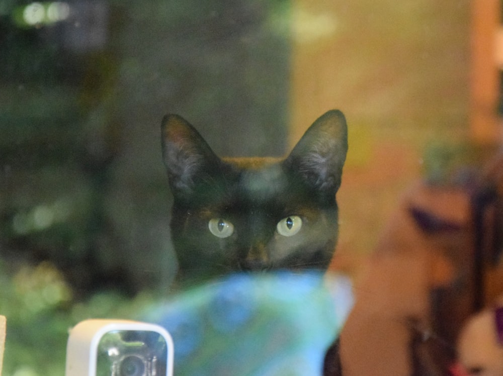 a black cat looking out of a window