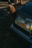 A stuffed toy resembling a llama or alpaca is attached to the front of a car near the headlight, with its head peeking out. The car is dark-colored, possibly black or dark green. In the background, there are legs of people wearing shorts and sneakers standing on a dirt or grassy area, suggesting a casual outdoor setting.