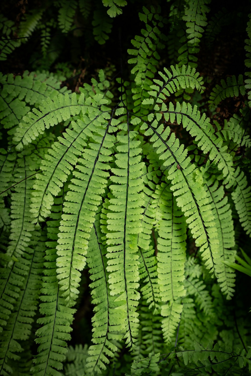 a close up of a green plant with lots of leaves