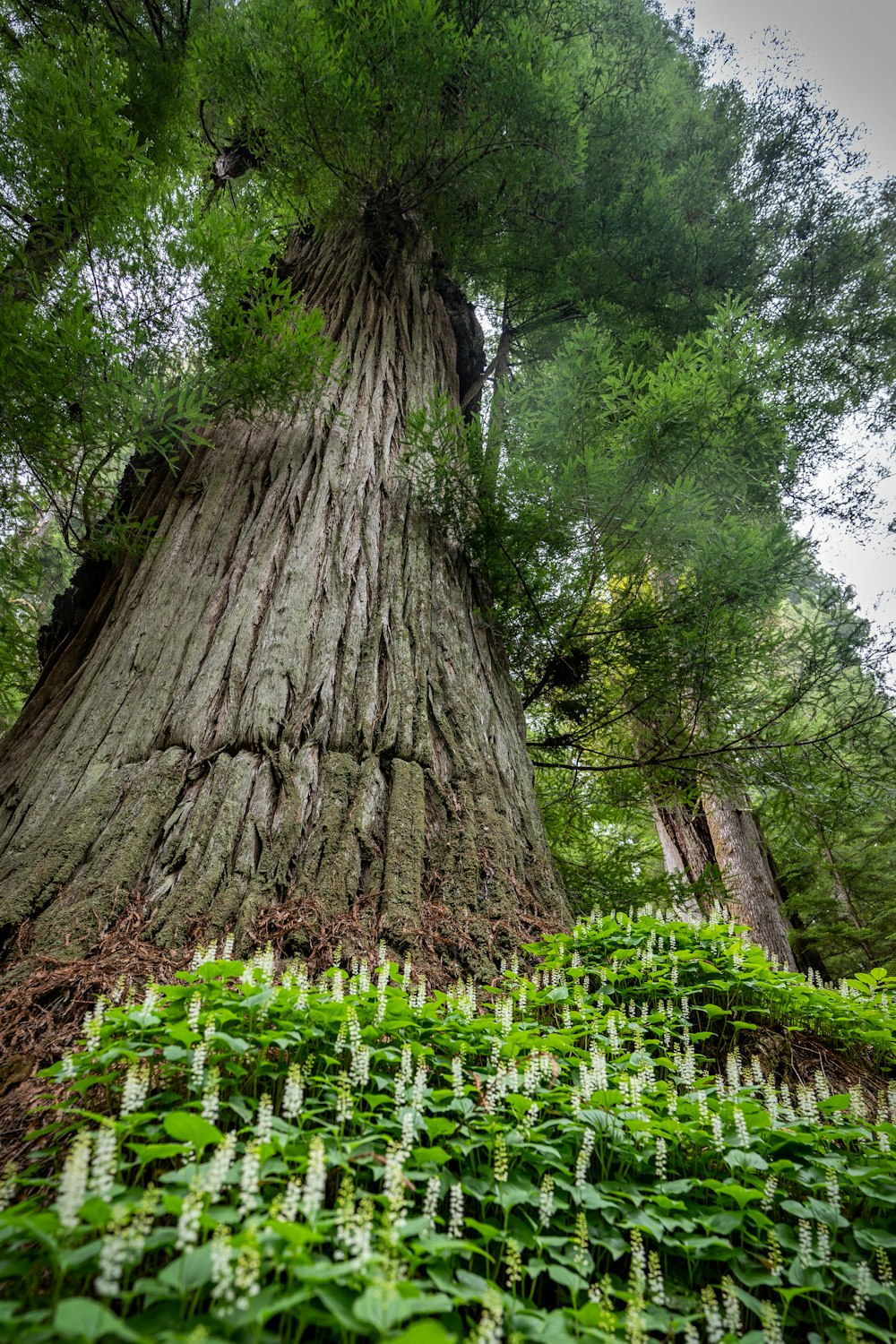 a large tree in the middle of a forest