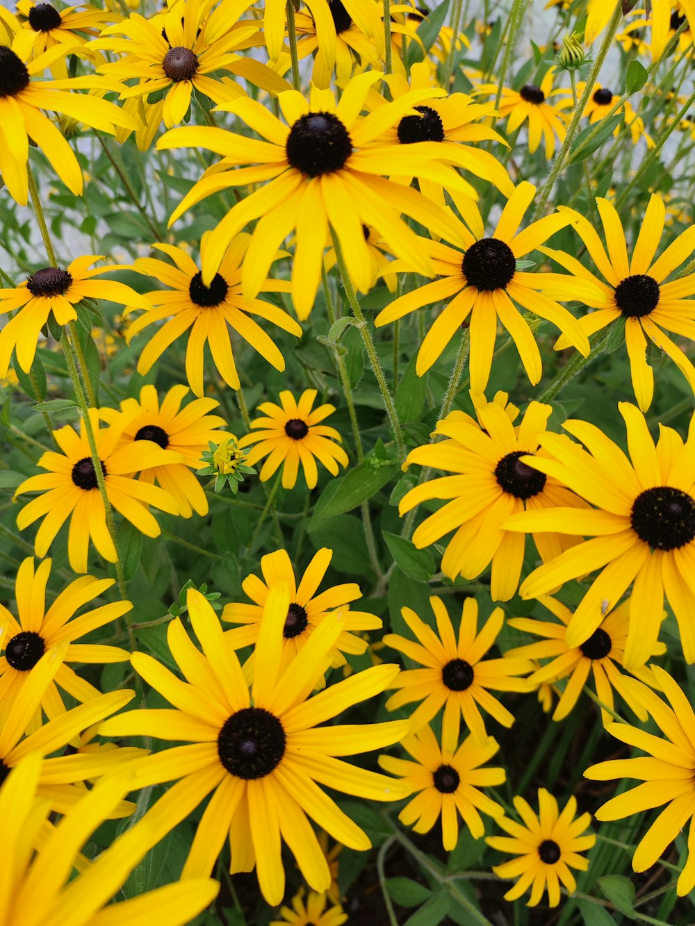 a bunch of yellow flowers in a garden