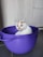 A cheerful pink potato-shaped cat mascot happily holding a mixing bowl in a cozy kitchen.