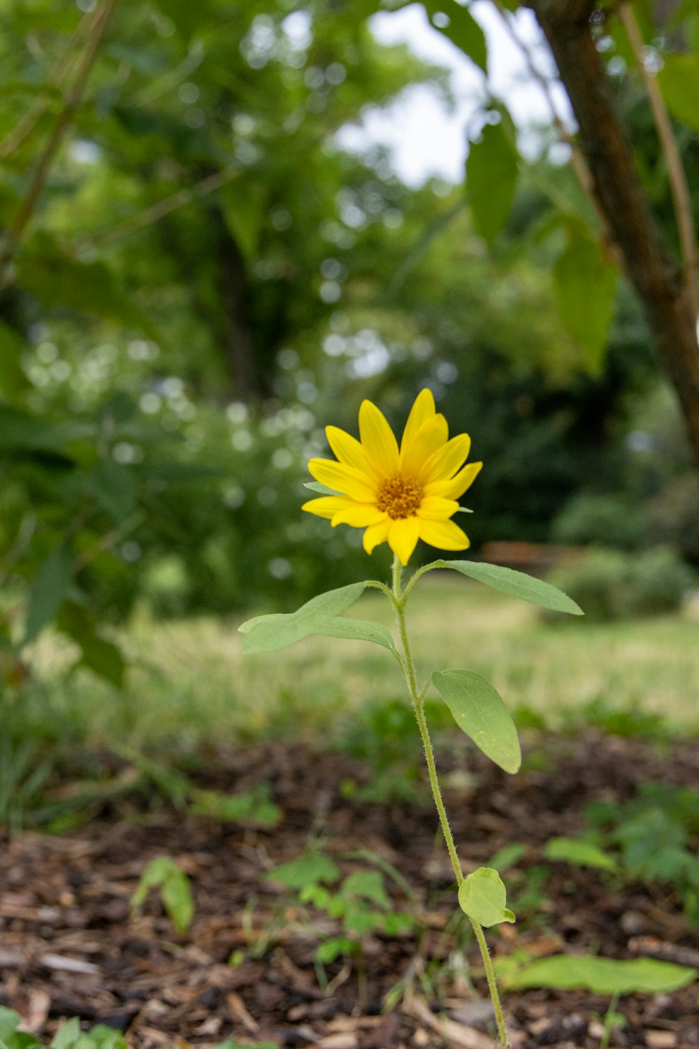 a single yellow flower in the middle of a forest