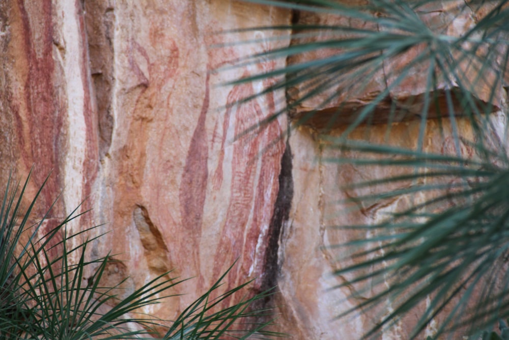 a bird is perched on a tree branch in front of a rock wall