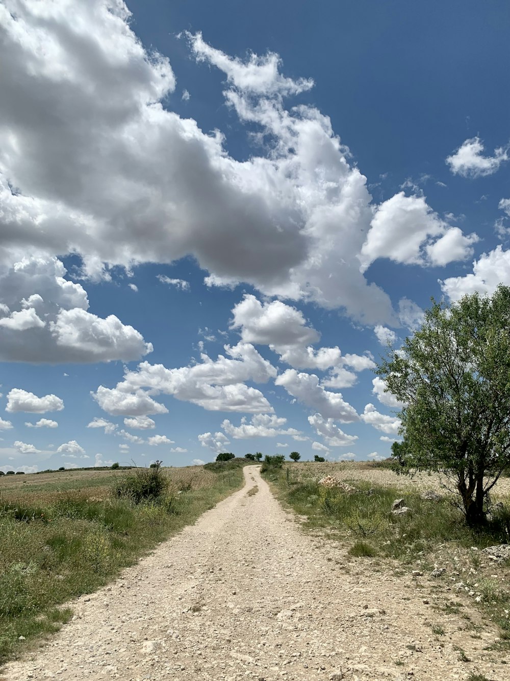 a dirt road with a tree on the side of it