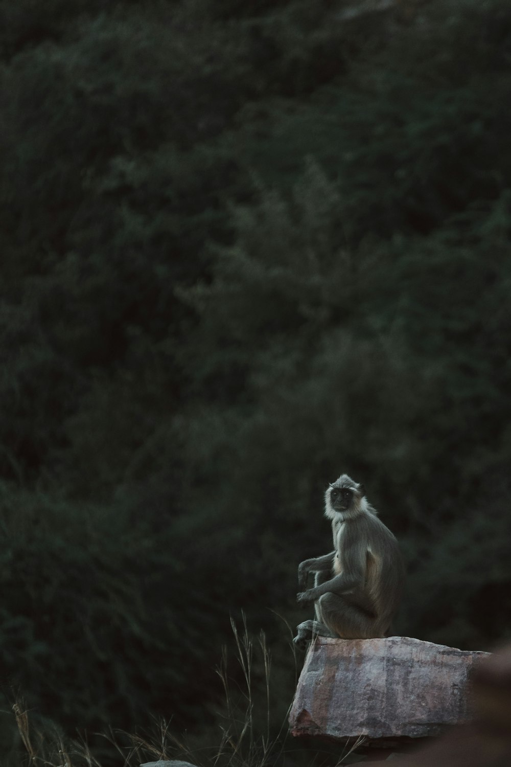 a monkey sitting on top of a rock