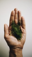 Close-up of hands gently holding fresh herbs against a backdrop of rustic kitchen shelves.