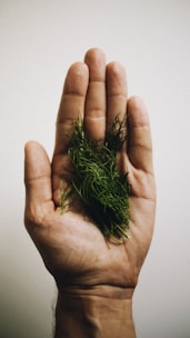 Close-up of hands holding fresh green Ayurvedic herbs in natural light.
