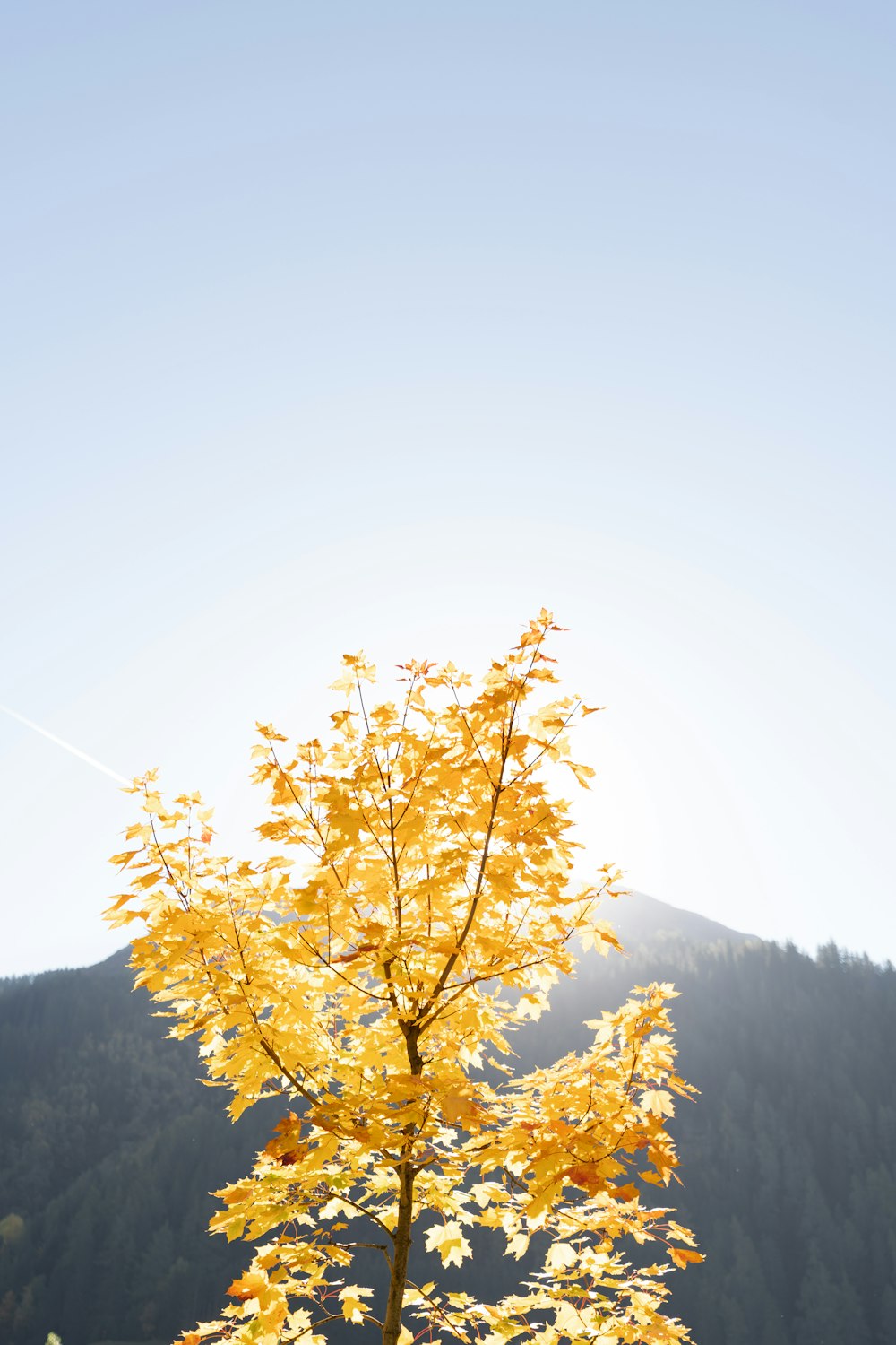 a tree with yellow leaves in front of a mountain