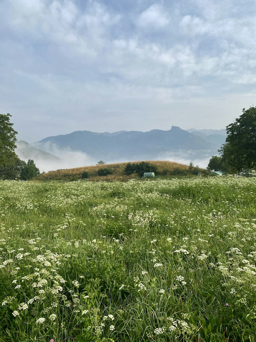 a grassy field with white flowers and mountains in the background