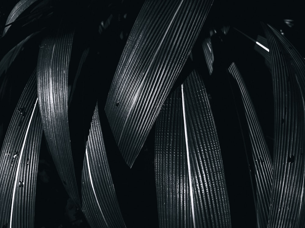 Una foto en blanco y negro de una planta