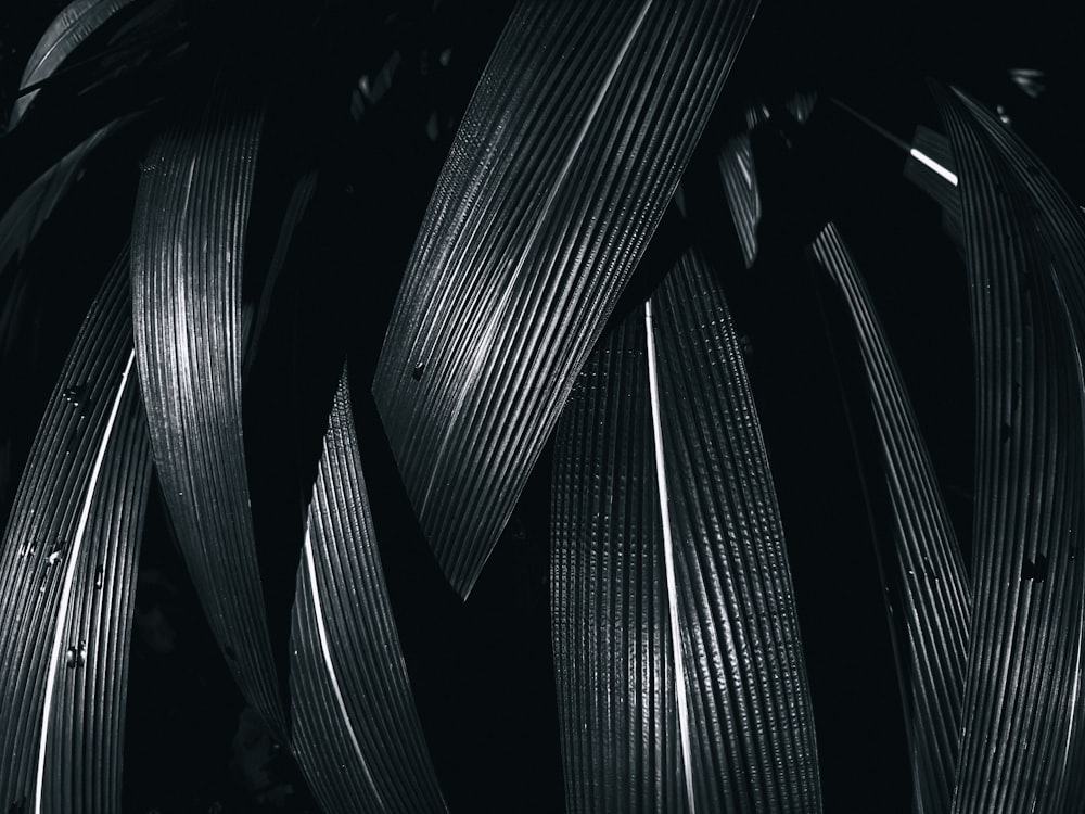 a black and white photo of a plant