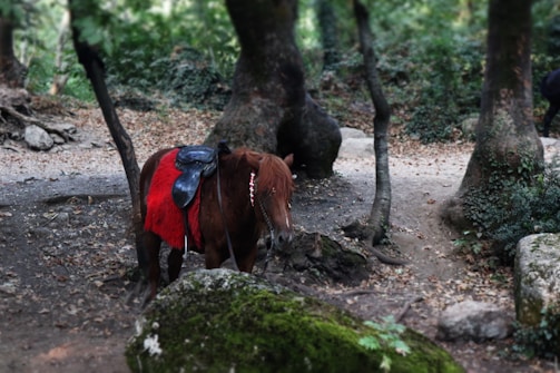 A small brown horse with a red saddle blanket and a black saddle stands in a wooded area. The forest floor is covered with fallen leaves and rocks, and the surrounding trees have thick trunks, creating a rustic atmosphere. The horse has a long mane and appears calm as it stands near a large moss-covered rock.