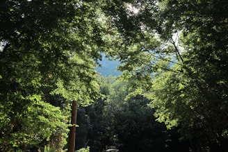 A serene green forest with sunlight filtering through the leaves, symbolizing environmental care.