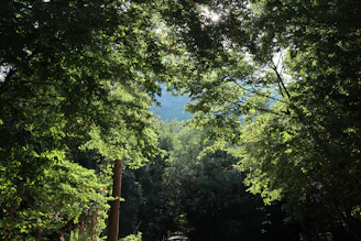 A serene green forest with sunlight filtering through leaves, symbolizing natural detox.