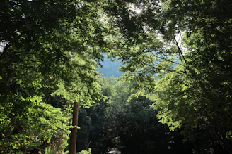 A serene forest clearing with sunlight filtering through tall trees, symbolizing hope and reconnection with nature.